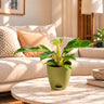 Philodendron florida ghost Plant