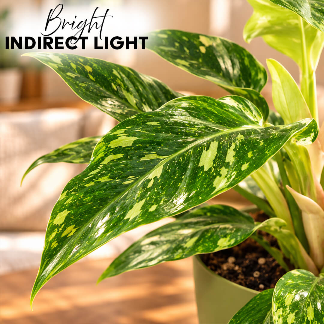 Rare green philodendron florida ghost plant growing in a 5-inch plastic pot.