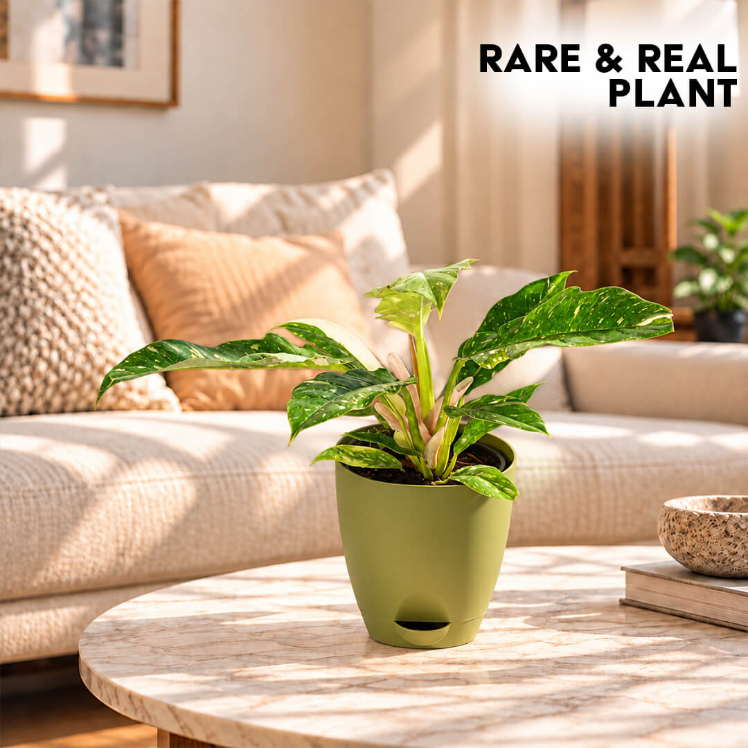 Rare green philodendron florida ghost plant growing in a 5-inch plastic pot.