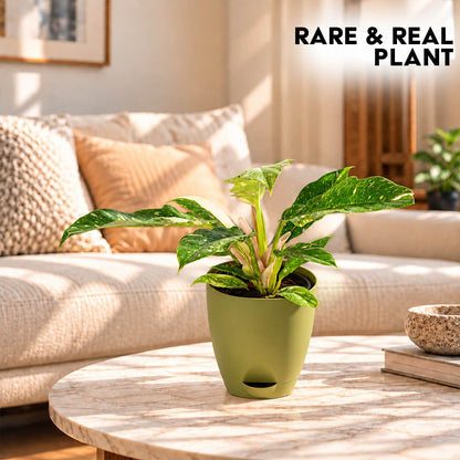 Rare green philodendron florida ghost plant growing in a 5-inch plastic pot.