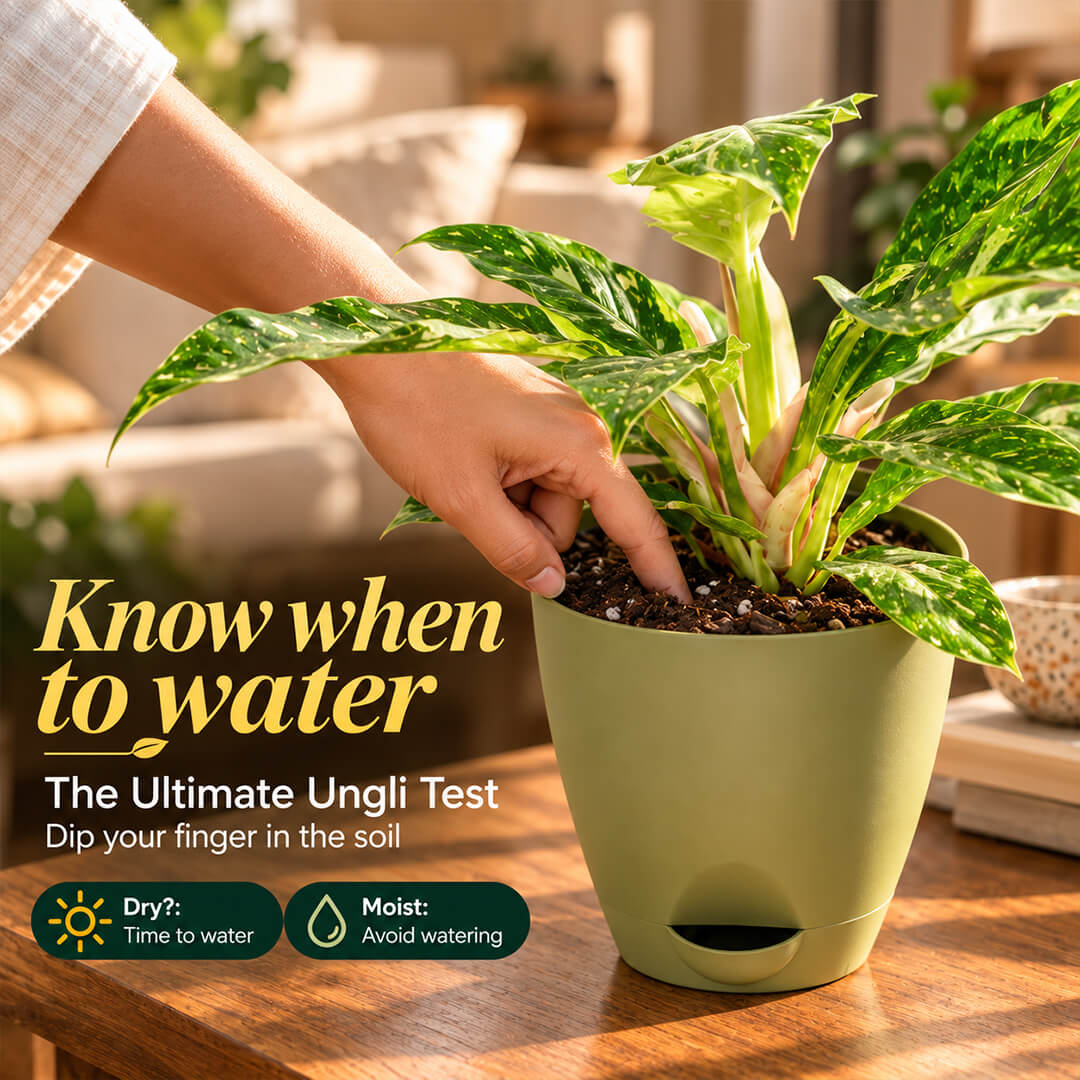 Rare green philodendron florida ghost plant growing in a 5-inch plastic pot.