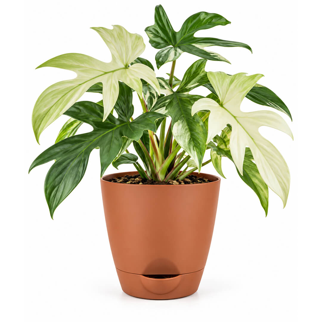 Rare green philodendron florida ghost plant growing in a 5-inch plastic pot.