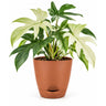 Philodendron florida ghost Plant