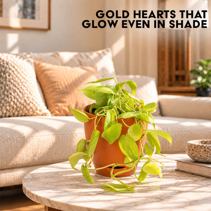 Radiant green philodendron gold houseplant growing in a 5-inch plastic pot.