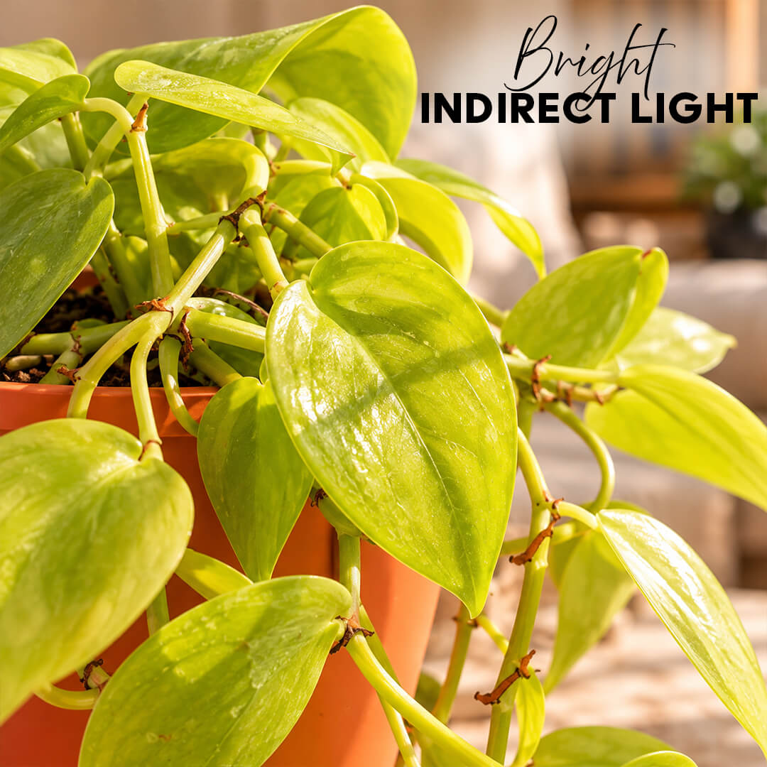 Radiant green philodendron gold houseplant growing in a 5-inch plastic pot.
