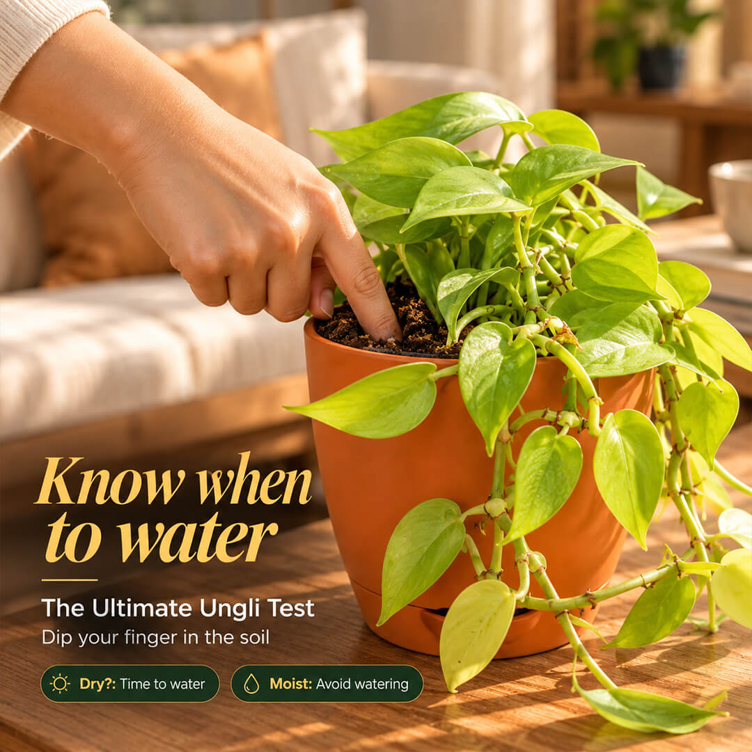 Radiant green philodendron gold houseplant growing in a 5-inch plastic pot.