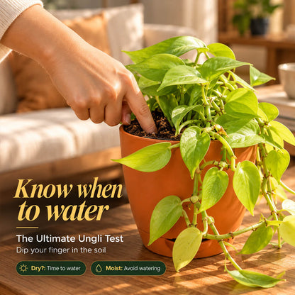 Radiant green philodendron gold houseplant growing in a 5-inch plastic pot.