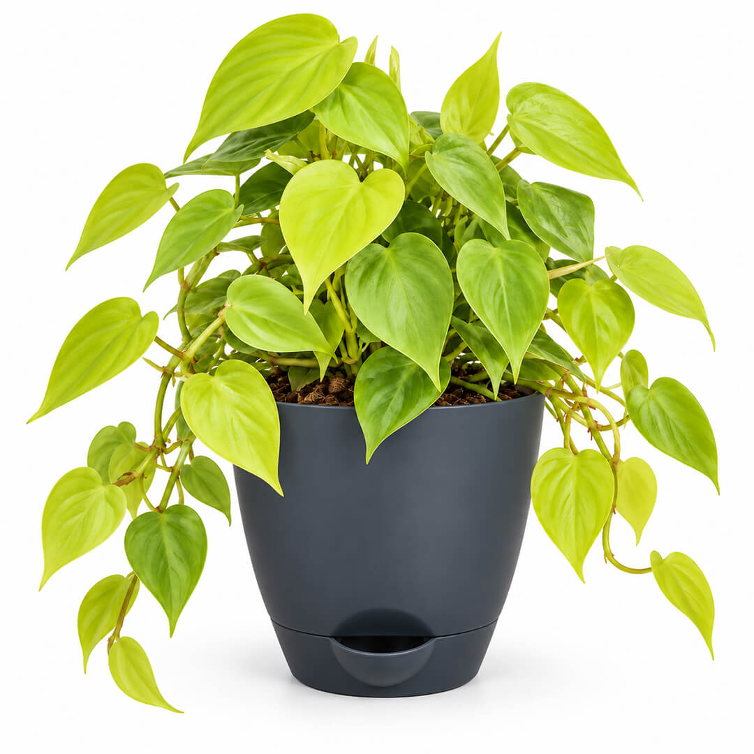 Radiant green philodendron gold houseplant growing in a 5-inch plastic pot.