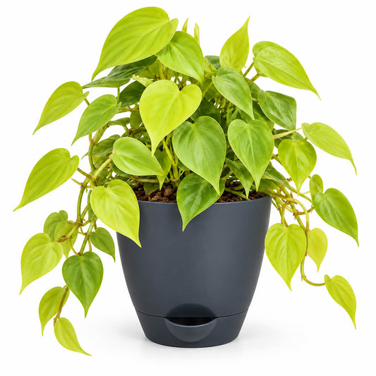 Radiant green philodendron gold houseplant growing in a 5-inch plastic pot.