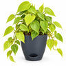 Philodendron gold Plant