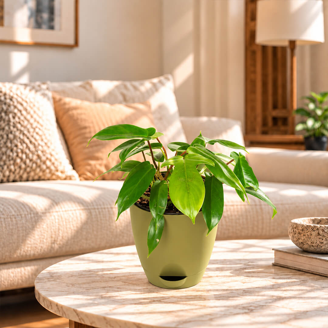 Striking variegated green philodendron ring of fire in a 5-inch plastic pot.