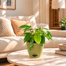 Philodendron ring of fire Plant
