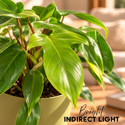 Striking variegated green philodendron ring of fire in a 5-inch plastic pot.