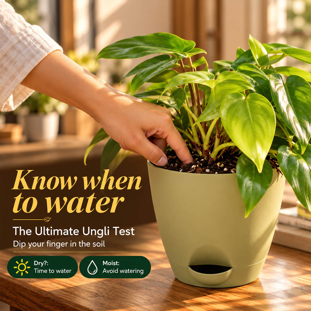 Striking variegated green philodendron ring of fire in a 5-inch plastic pot.