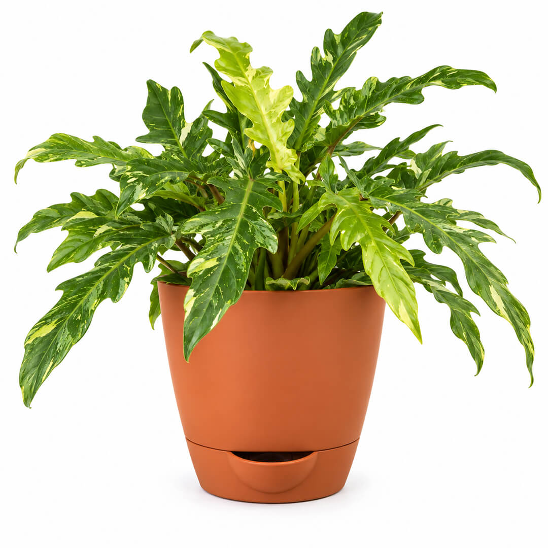 Striking variegated green philodendron ring of fire in a 5-inch plastic pot.