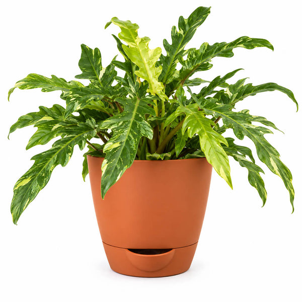 Striking variegated green philodendron ring of fire in a 5-inch plastic pot.