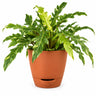 Philodendron ring of fire Plant