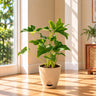 Philodendron Selloum Plant