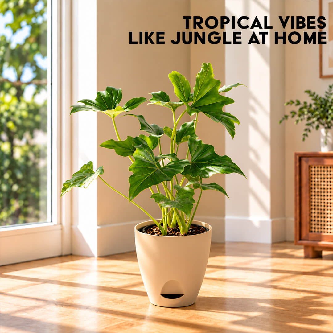 Deeply lobed green philodendron selloum plant inside a 5-inch plastic pot.