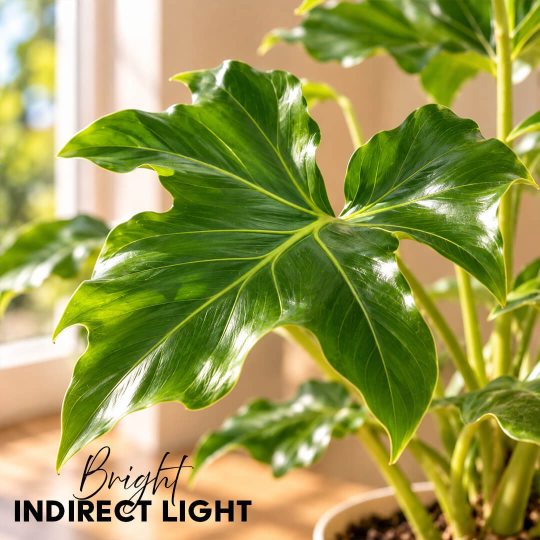 Deeply lobed green philodendron selloum plant inside a 5-inch plastic pot.