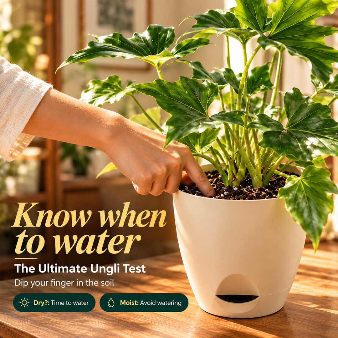 Deeply lobed green philodendron selloum plant inside a 5-inch plastic pot.