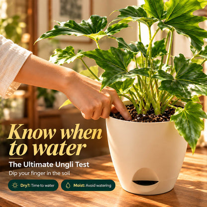 Deeply lobed green philodendron selloum plant inside a 5-inch plastic pot.