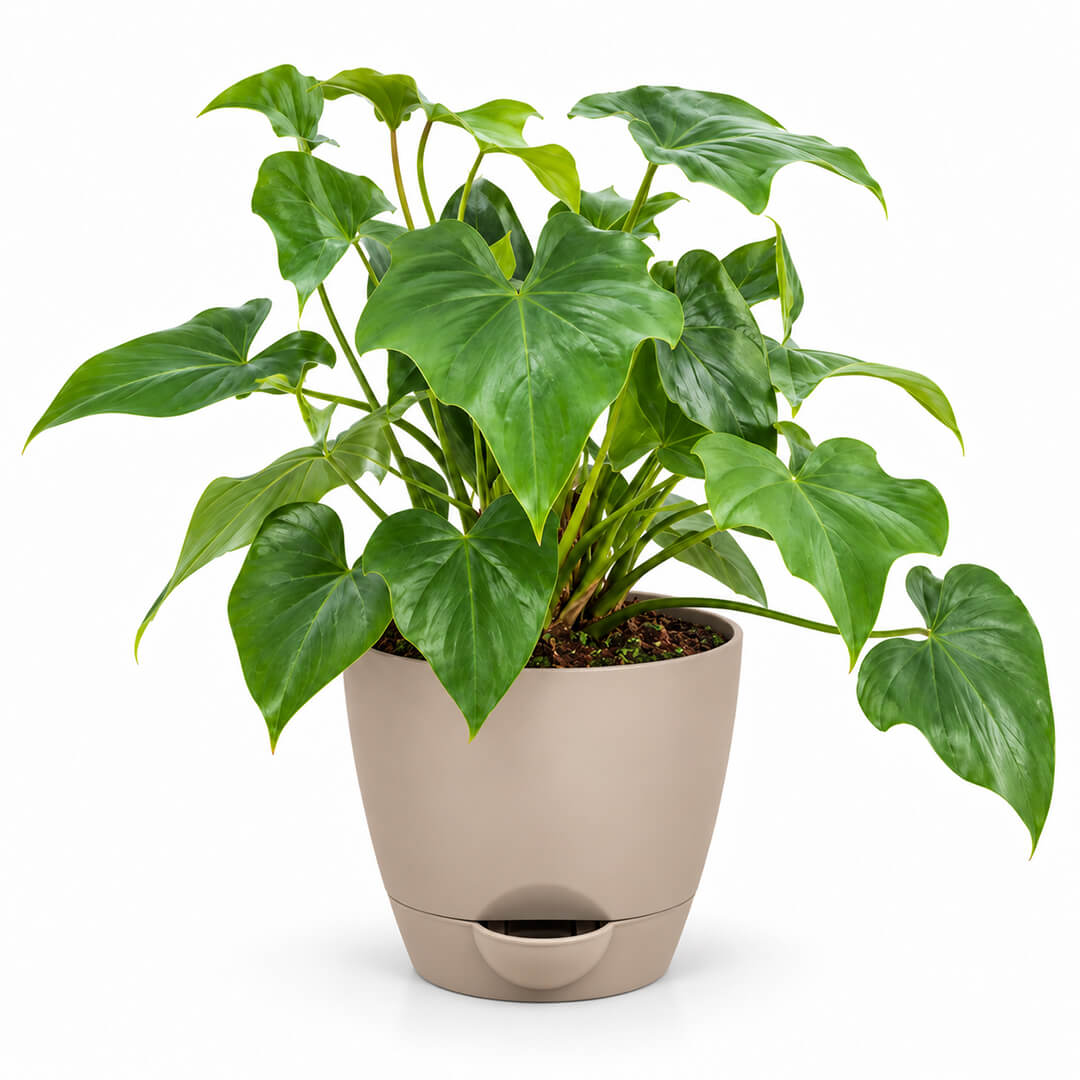 Deeply lobed green philodendron selloum plant inside a 5-inch plastic pot.