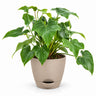 Philodendron Selloum Plant