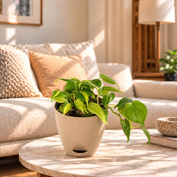 Patterned green philodendron variegated plant featured in a 5-inch plastic pot.