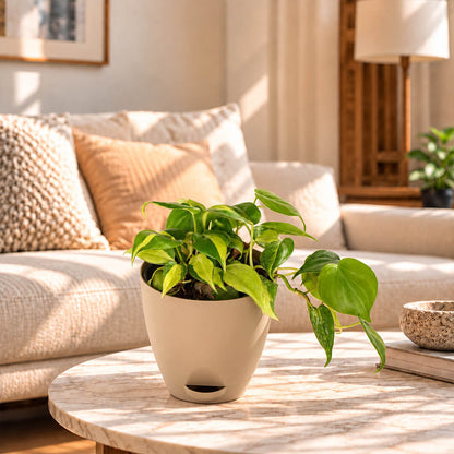 Patterned green philodendron variegated plant featured in a 5-inch plastic pot.