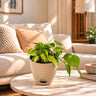 Philodendron variegated Plant