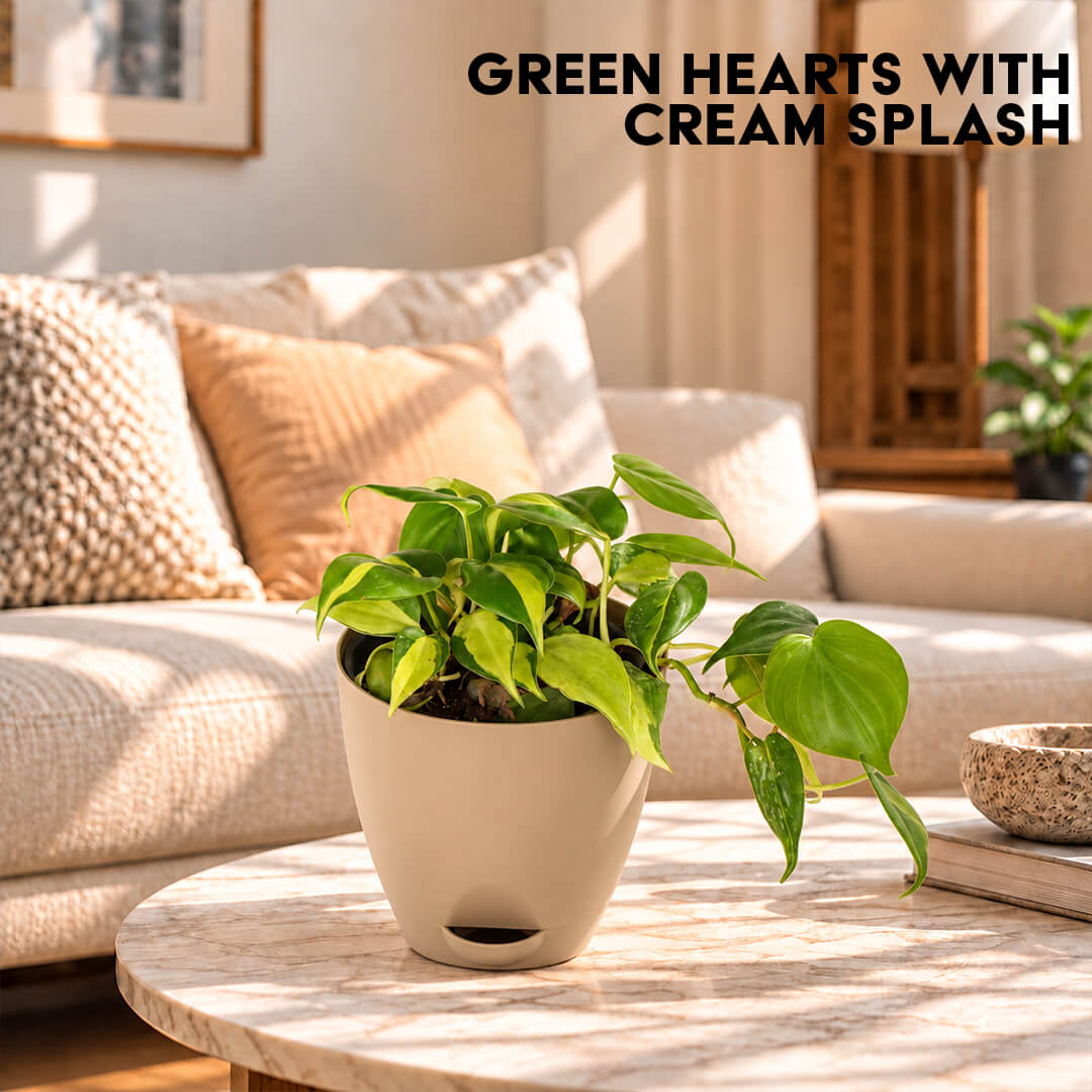 Patterned green philodendron variegated plant featured in a 5-inch plastic pot.