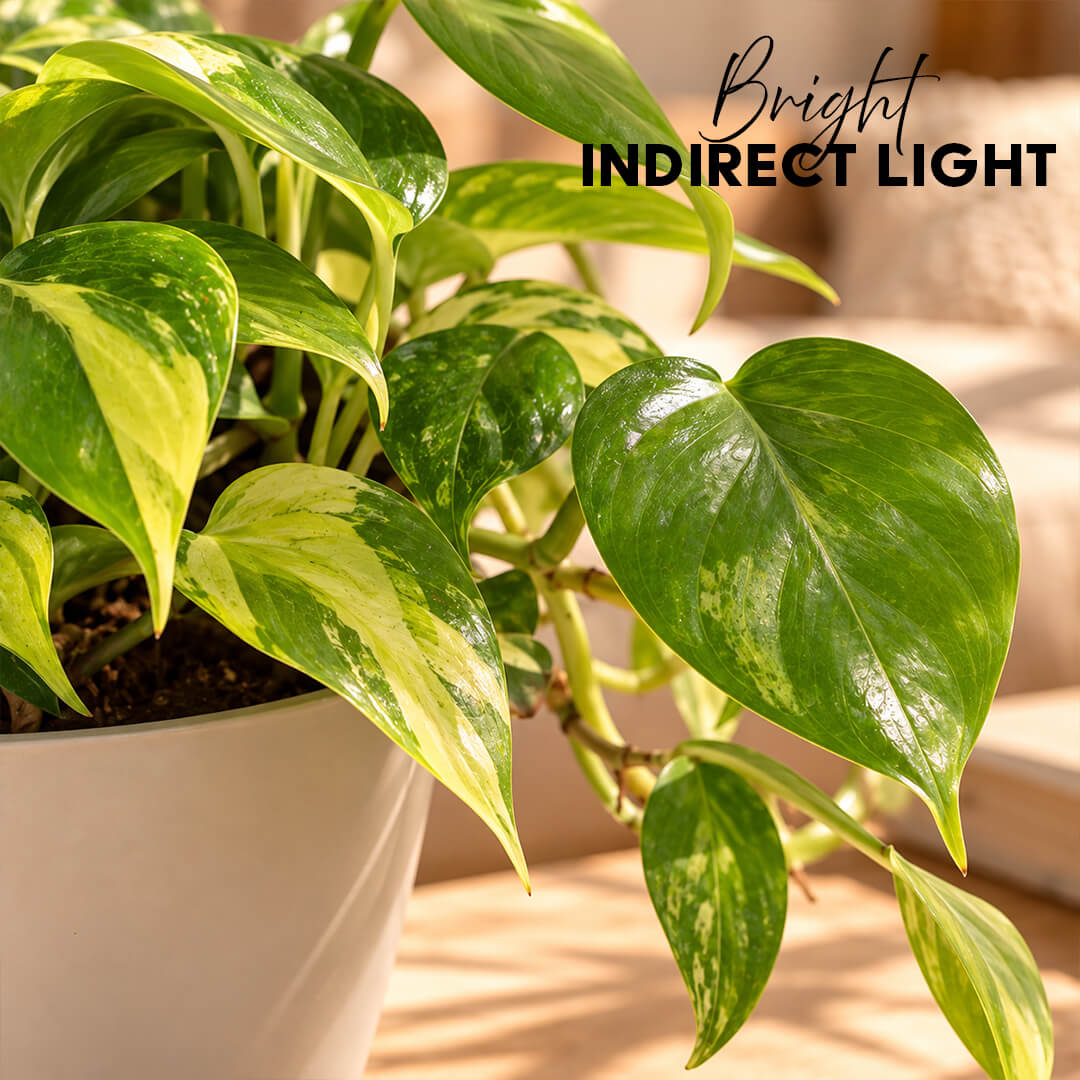 Patterned green philodendron variegated plant featured in a 5-inch plastic pot.