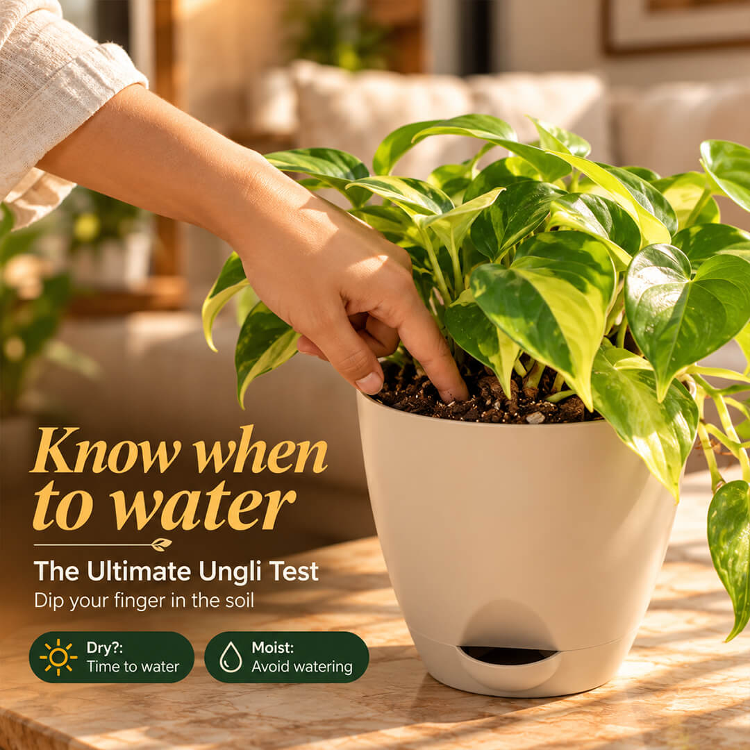 Patterned green philodendron variegated plant featured in a 5-inch plastic pot.