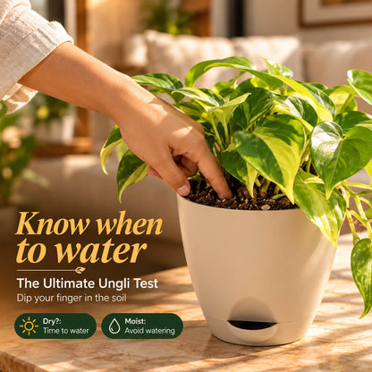 Patterned green philodendron variegated plant featured in a 5-inch plastic pot.