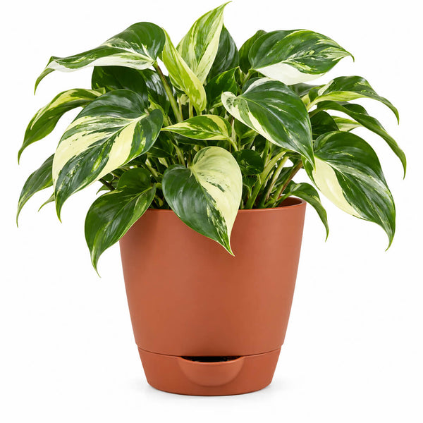 Patterned green philodendron variegated plant featured in a 5-inch plastic pot.