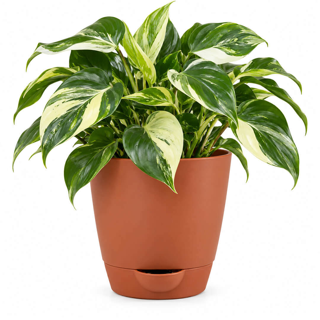 Patterned green philodendron variegated plant featured in a 5-inch plastic pot.