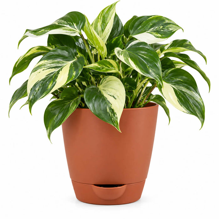 Philodendron variegated Plant