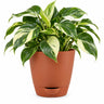 Philodendron variegated Plant