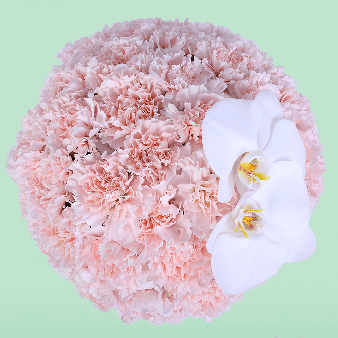 Pink Carnation & White Orchid Box arranged with pink carnations and a white orchid accent
