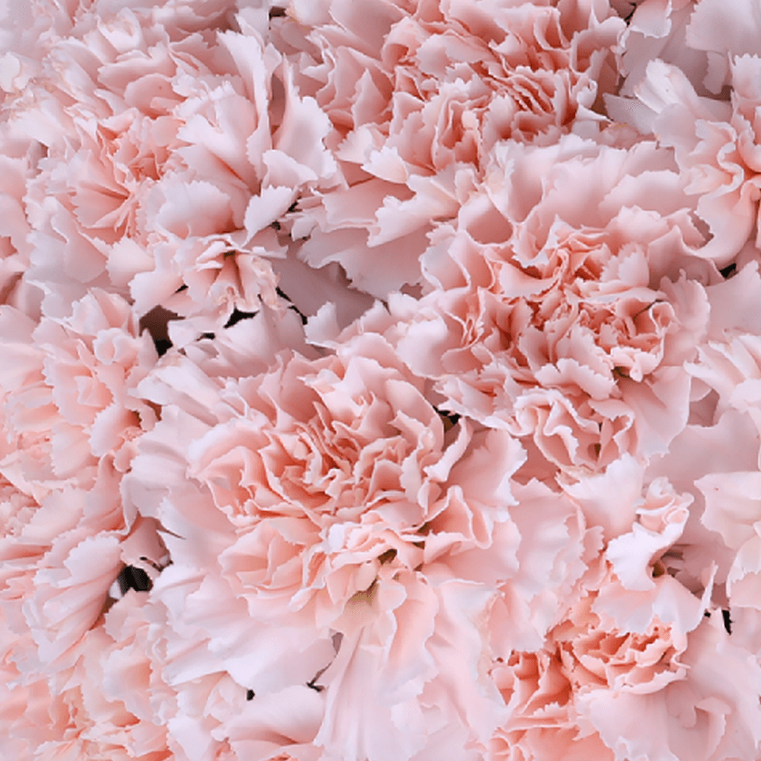 Pink Pink Carnation & White Orchid Box arranged with pink carnations and a white orchid accentWhite box - Image 4