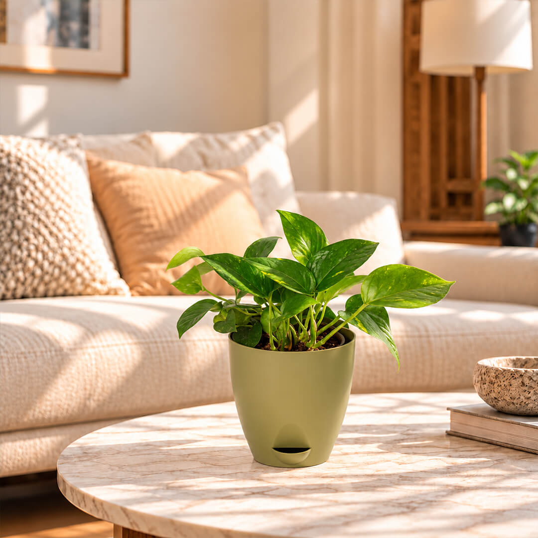 Trailing green pothos plant vines cascading from a 5-inch plastic pot.