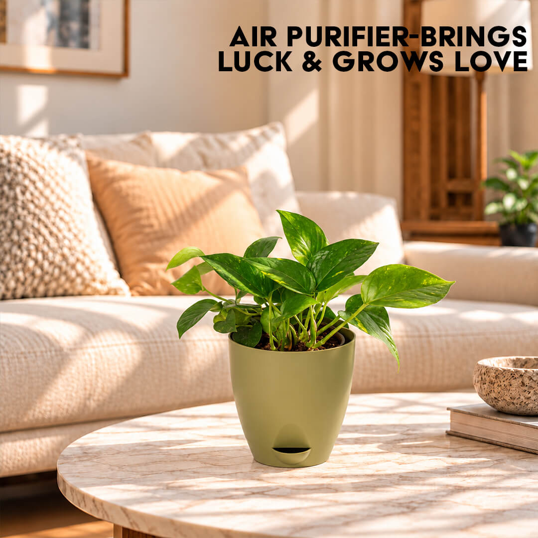 Trailing green pothos plant vines cascading from a 5-inch plastic pot.