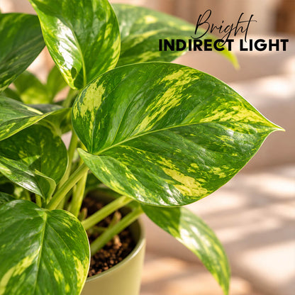 Trailing green pothos plant vines cascading from a 5-inch plastic pot.