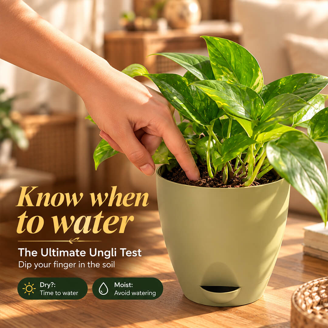 Trailing green pothos plant vines cascading from a 5-inch plastic pot.