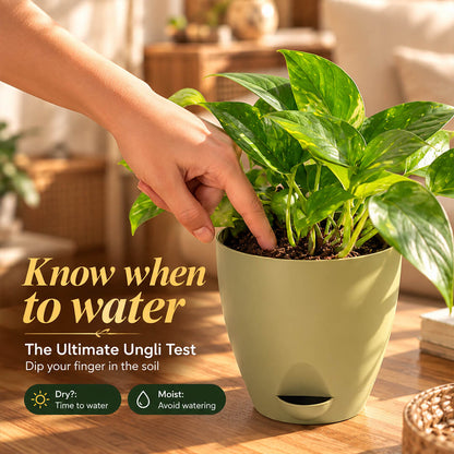 Trailing green pothos plant vines cascading from a 5-inch plastic pot.