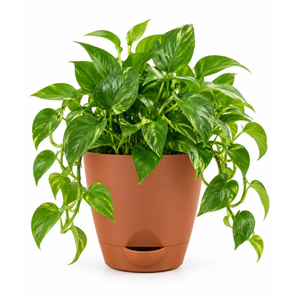 Trailing green pothos plant vines cascading from a 5-inch plastic pot.
