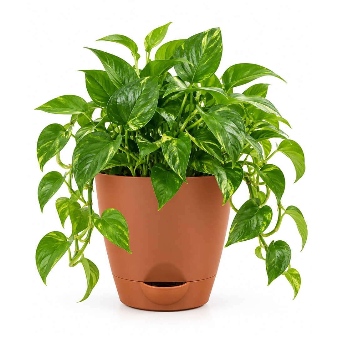 Trailing green pothos plant vines cascading from a 5-inch plastic pot.