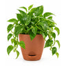 Pothos green Plant