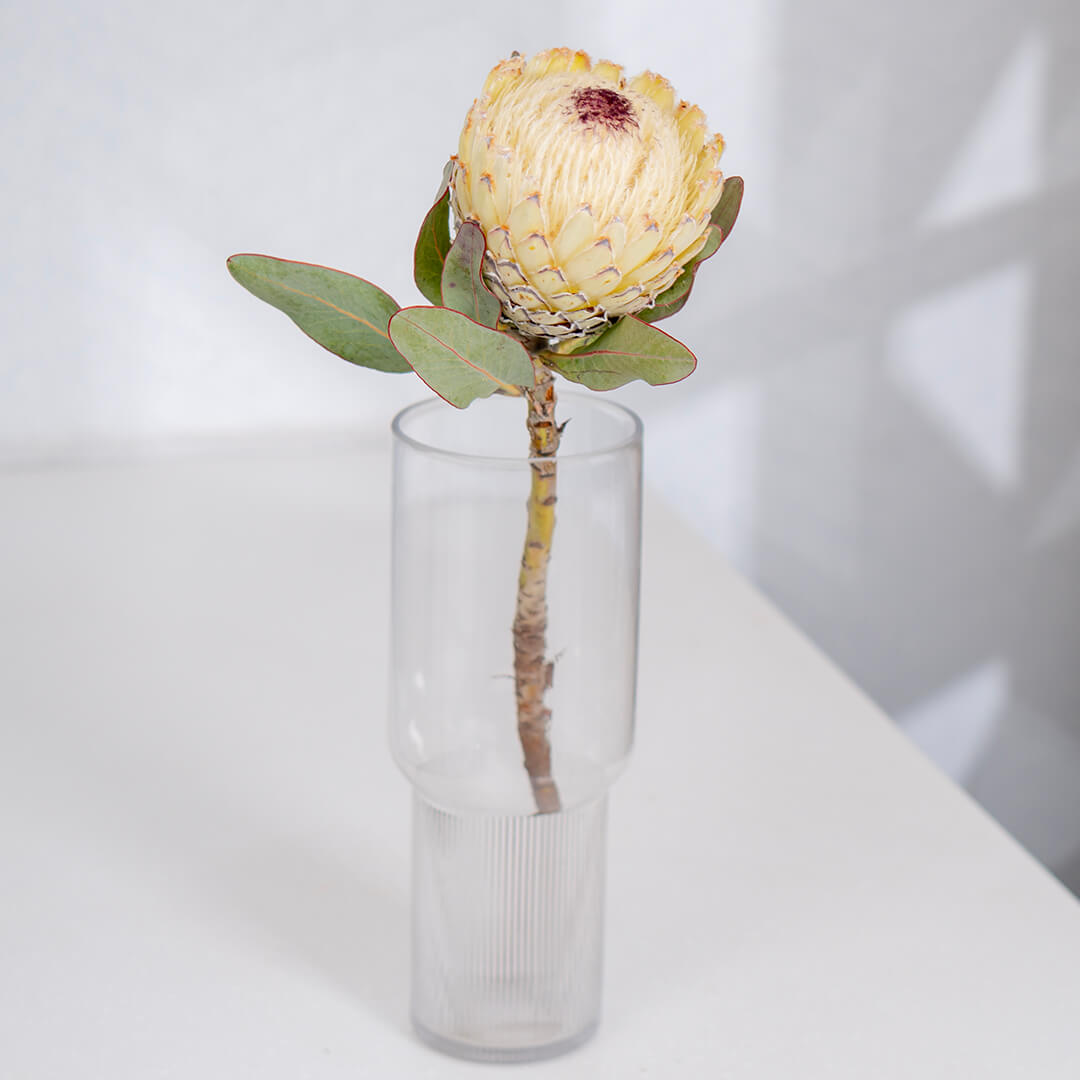 Queen Protea cut flower with sculptural layered bracts in vibrant pink for elegant floral arrangements